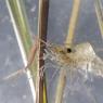 Gamberetto d'acqua dolce (Palaemonetes antennarius)
