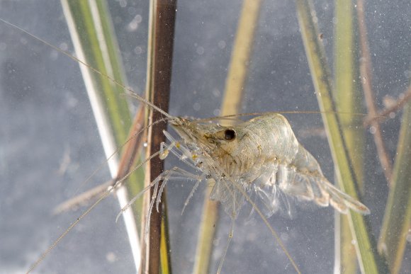 Gamberetto d'acqua dolce (Palaemonetes antennarius)