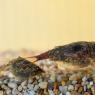 Triops (Triops cancriformis)