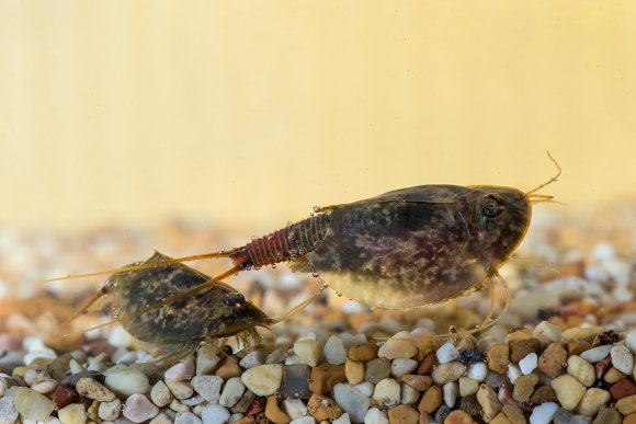 Triops (Triops cancriformis)