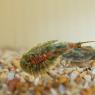 Triops (Triops cancriformis)