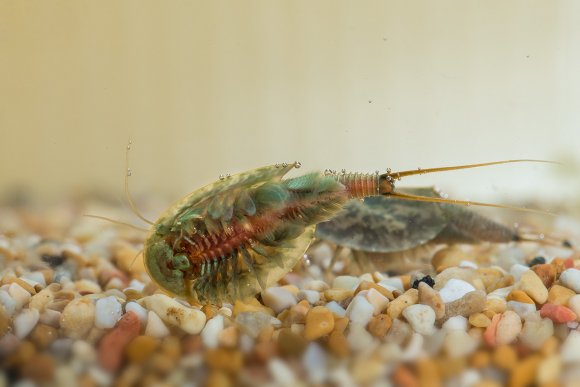 Triops (Triops cancriformis)