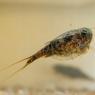 Triops (Triops cancriformis)