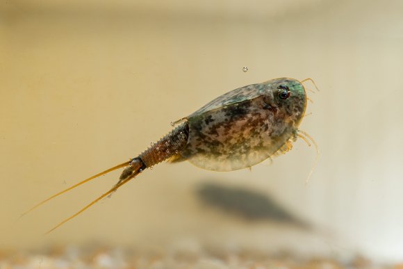 Triops (Triops cancriformis)