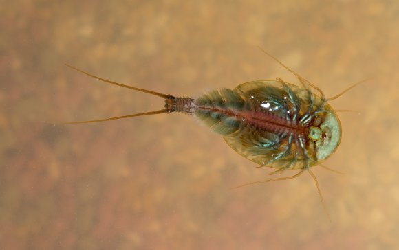 Triops (Triops cancriformis)