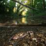 Granchio di fiume - Freshwater crab (Potamon fluviatile)