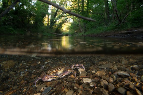 Granchio di fiume - Freshwater crab (Potamon fluviatile)