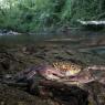 Granchio di fiume - Freshwater crab (Potamon fluviatile)