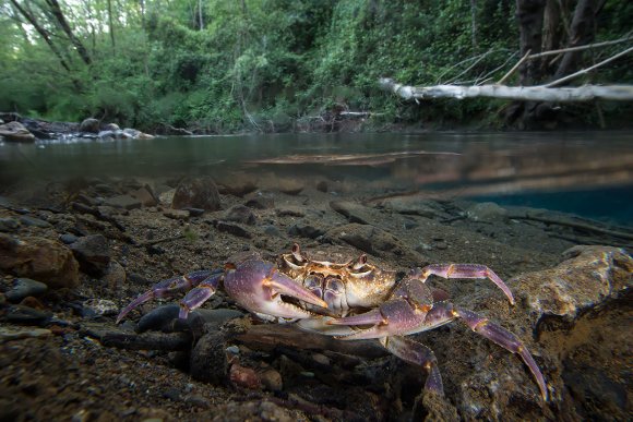 Granchio di fiume - Freshwater crab (Potamon fluviatile)