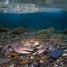 Granchio di fiume - Freshwater crab (Potamon fluviatile)