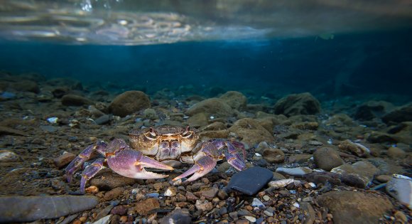 Granchio di fiume - Freshwater crab (Potamon fluviatile)