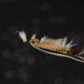 Chirocefalo diafano - Fairy shrimp (Chirocephalus diaphanus)