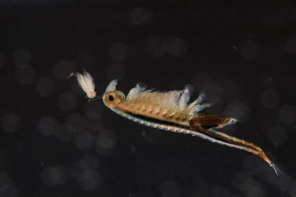 Chirocefalo diafano - Fairy shrimp (Chirocephalus diaphanus)