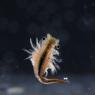 Chirocefalo diafano - Fairy shrimp (Chirocephalus diaphanus)