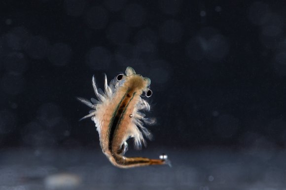 Chirocefalo diafano - Fairy shrimp (Chirocephalus diaphanus)