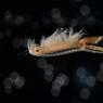 Chirocefalo diafano - Fairy shrimp (Chirocephalus diaphanus)