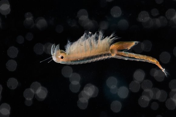 Chirocefalo diafano - Fairy shrimp (Chirocephalus diaphanus)