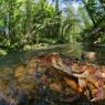 Granchio di fiume - Freshwater crab (Potamon fluviatile)