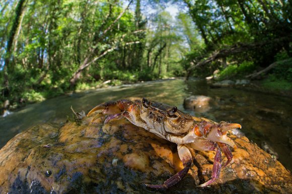 Granchio di fiume - Freshwater crab (Potamon fluviatile)