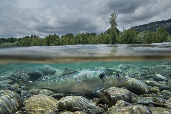 Cheppia - Shad (Alosa fallax)