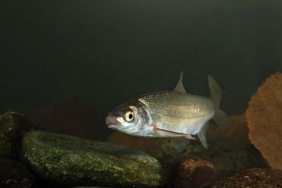 Lasca (Chondrostoma genei)