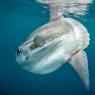 Pesce luna - Atlantic sunfish (Mola mola)