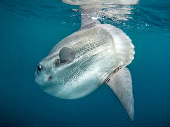 Pesce luna - Atlantic sunfish (Mola mola)