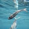 Sugarello - Atlantic horse mackerel (Trachurus trachurus)