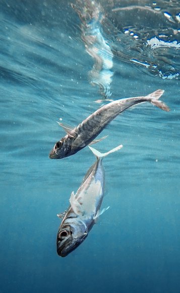 Sugarello - Atlantic horse mackerel (Trachurus trachurus)
