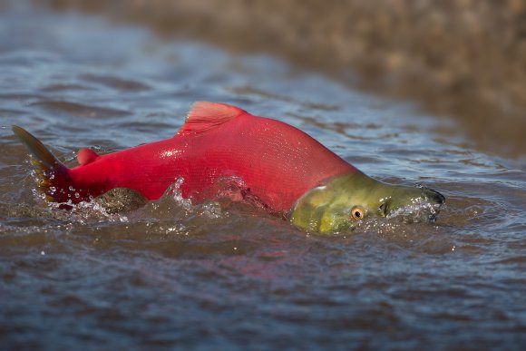 Salmone rosso - Red salmon (Oncorhynchus nerka)