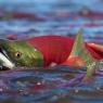 Salmone rosso - Red salmon (Oncorhynchus nerka)
