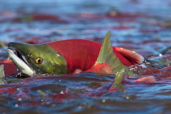 Salmone rosso - Red salmon (Oncorhynchus nerka)