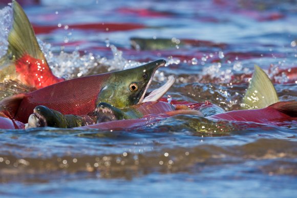 Salmone rosso - Red salmon (Oncorhynchus nerka)