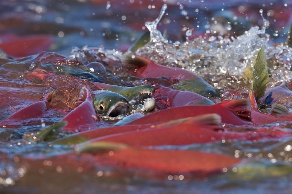 Salmone rosso - Red salmon (Oncorhynchus nerka)