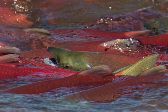 Salmone rosso - Red salmon (Oncorhynchus nerka)