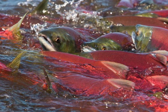 Salmone rosso - Red salmon (Oncorhynchus nerka)