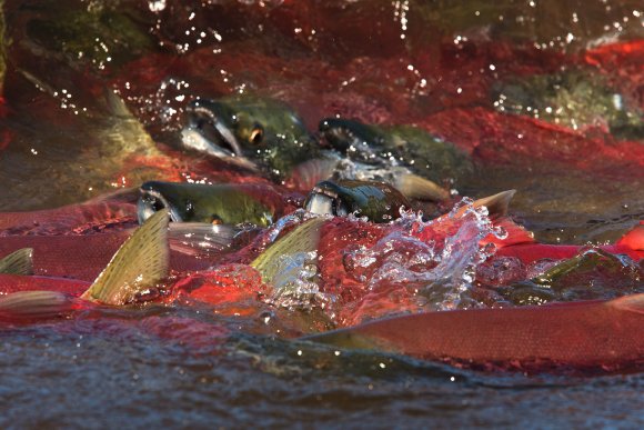 Salmone rosso - Red salmon (Oncorhynchus nerka)