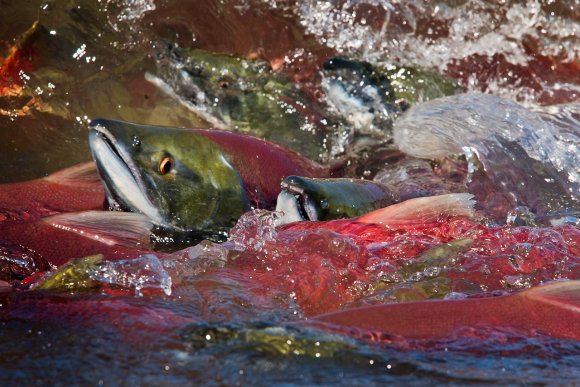 Salmone rosso - Red salmon (Oncorhynchus nerka)