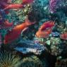 Castagnola rossa (Anthias anthias)