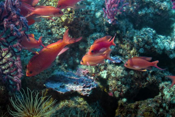 Castagnola rossa (Anthias anthias)