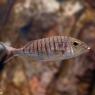 Mormora - Striped seabream (Lithognathus mormyrus)