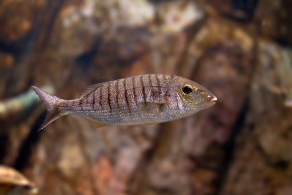 Mormora - Striped seabream (Lithognathus mormyrus)