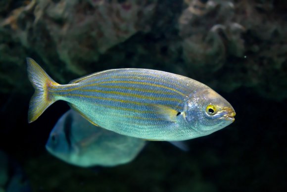 Salpa (Sarpa salpa)