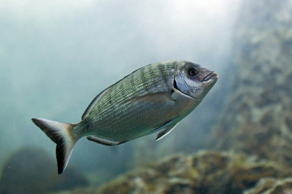 Sarago maggiore (Diplodus sargus sargus)