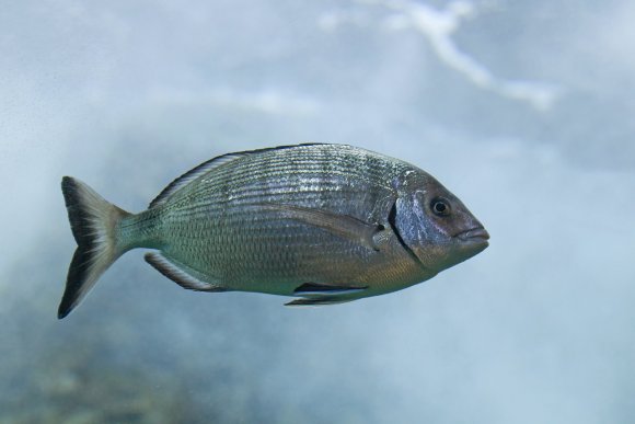 Sarago maggiore (Diplodus sargus sargus)