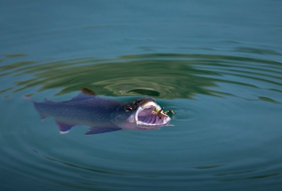 Salmerino di fonte - Brook trout (Salvelinus fontinalis)