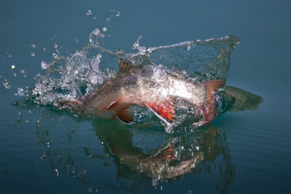 Salmerino di fonte - Brook trout (Salvelinus fontinalis)