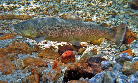 Trota marmorata - Marbled trout (Salmo trutta marmoratus)