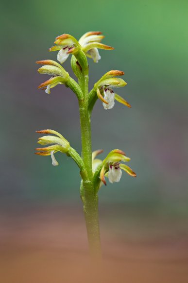 Corallorhiza trifida