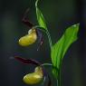 Cypripedium calceolus